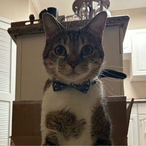 Stylish Cat Bow Tie - White Polka Dots